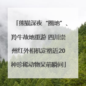 熊猫深夜“圈地”、羚牛故地重游 四川崇州红外相机定格近20种珍稀动物呆萌瞬间