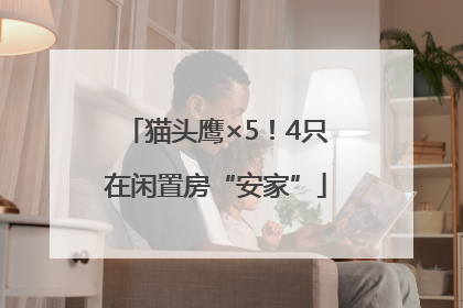 猫头鹰×5！4只在闲置房“安家”