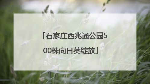 石家庄西兆通公园500株向日葵绽放