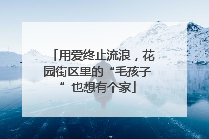 用爱终止流浪，花园街区里的“毛孩子”也想有个家