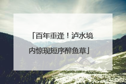 百年重逢！泸水境内惊现短序醉鱼草