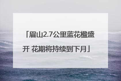 眉山2.7公里蓝花楹盛开 花期将持续到下月