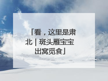 看，这里是肃北｜斑头雁宝宝出窝觅食