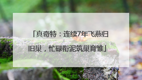 真奇特：连续7年飞燕归旧巢，忙碌衔泥筑巢育雏