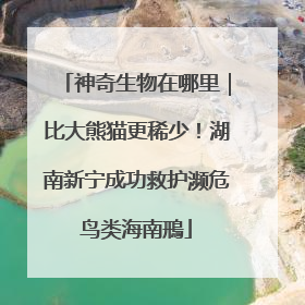 神奇生物在哪里｜比大熊猫更稀少！湖南新宁成功救护濒危鸟类海南鳽
