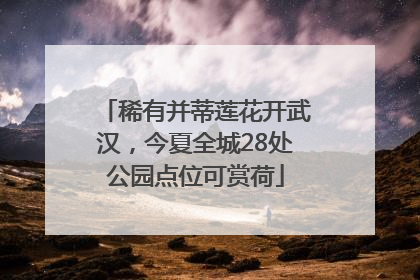 稀有并蒂莲花开武汉，今夏全城28处公园点位可赏荷