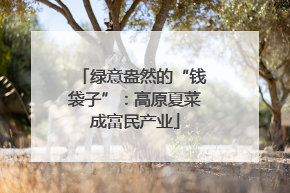 绿意盎然的“钱袋子”：高原夏菜成富民产业