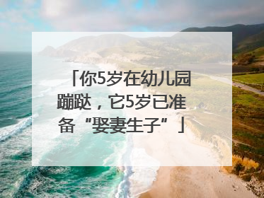 你5岁在幼儿园蹦跶，它5岁已准备“娶妻生子”