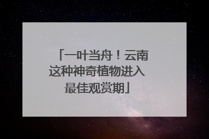 一叶当舟！云南这种神奇植物进入最佳观赏期