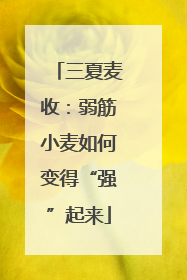 三夏麦收：弱筋小麦如何变得“强”起来
