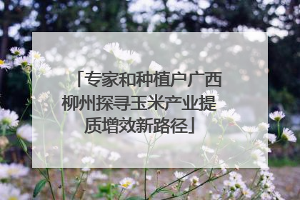 专家和种植户广西柳州探寻玉米产业提质增效新路径