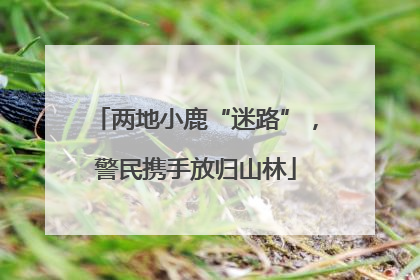 两地小鹿“迷路”，警民携手放归山林