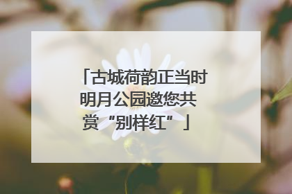古城荷韵正当时 明月公园邀您共赏“别样红”