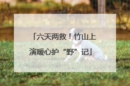 六天两救！竹山上演暖心护“野”记