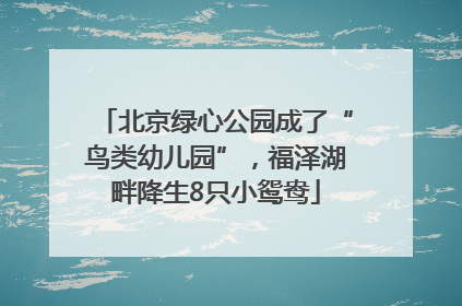 北京绿心公园成了“鸟类幼儿园”，福泽湖畔降生8只小鸳鸯