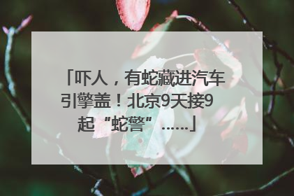 吓人，有蛇藏进汽车引擎盖！北京9天接9起“蛇警”……