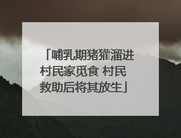 哺乳期猪獾溜进村民家觅食 村民救助后将其放生