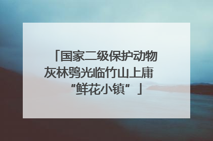 国家二级保护动物灰林鸮光临竹山上庸“鲜花小镇”