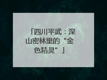 四川平武：深山密林里的“金色精灵”