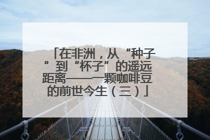 在非洲，从“种子”到“杯子”的遥远距离——一颗咖啡豆的前世今生（三）
