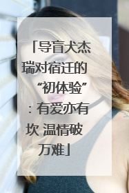 导盲犬杰瑞对宿迁的“初体验”：有爱亦有坎 温情破万难