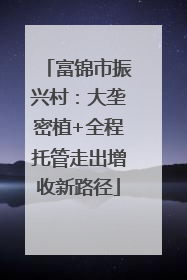 富锦市振兴村：大垄密植+全程托管走出增收新路径