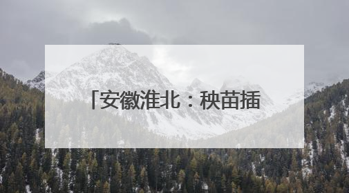 安徽淮北：秧苗插满田 静待稻花香