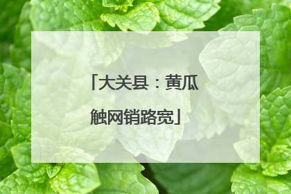 大关县：黄瓜触网销路宽