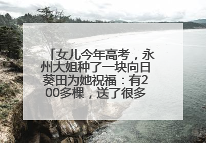 女儿今年高考，永州大姐种了一块向日葵田为她祝福：有200多棵，送了很多给其他家长