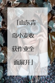山东青岛小麦收获作业全面展开
