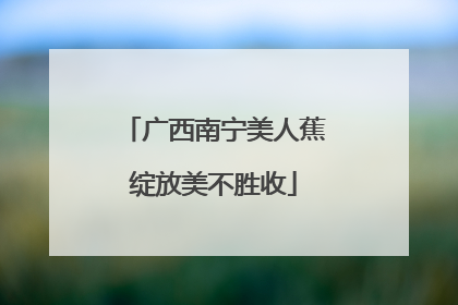 广西南宁美人蕉绽放美不胜收