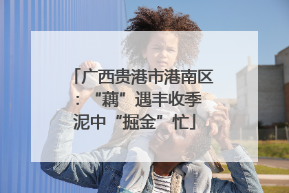 广西贵港市港南区：“藕”遇丰收季 泥中“掘金”忙