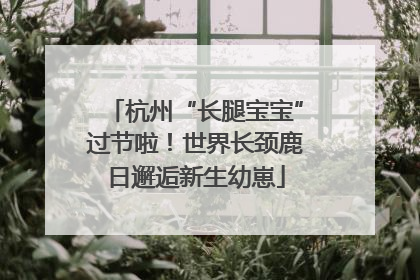 杭州“长腿宝宝”过节啦！世界长颈鹿日邂逅新生幼崽