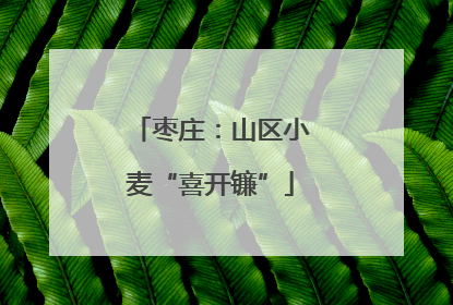 枣庄：山区小麦“喜开镰”