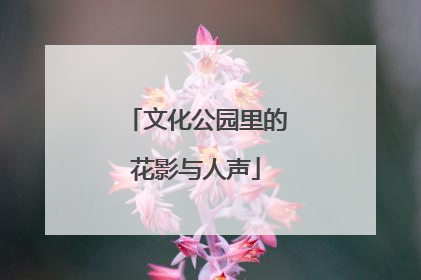 文化公园里的花影与人声
