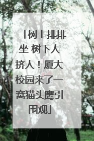 树上排排坐 树下人挤人！厦大校园来了一窝猫头鹰引围观