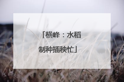 横峰：水稻制种插秧忙