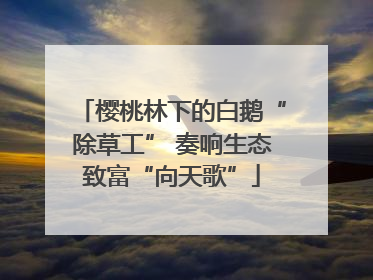 樱桃林下的白鹅“除草工” 奏响生态致富“向天歌”