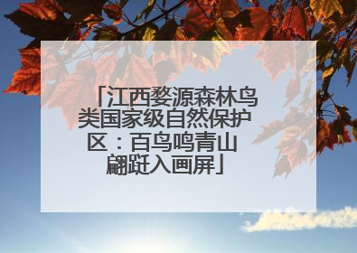 江西婺源森林鸟类国家级自然保护区：百鸟鸣青山 翩跹入画屏