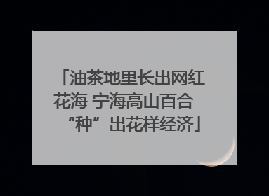 油茶地里长出网红花海 宁海高山百合“种”出花样经济