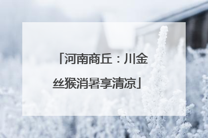 河南商丘：川金丝猴消暑享清凉