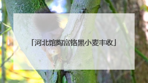 河北馆陶富铬黑小麦丰收