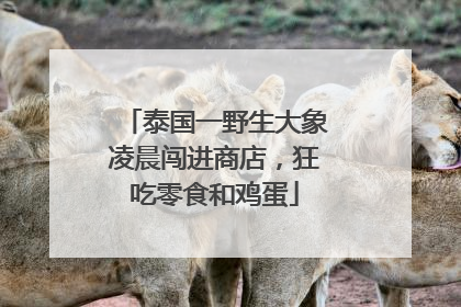 泰国一野生大象凌晨闯进商店，狂吃零食和鸡蛋