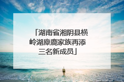 湖南省湘阴县横岭湖麋鹿家族再添三名新成员