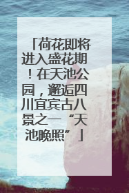 荷花即将进入盛花期！在天池公园，邂逅四川宜宾古八景之一“天池晚照”