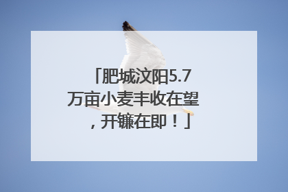 肥城汶阳5.7万亩小麦丰收在望，开镰在即！