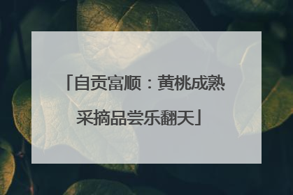 自贡富顺：黄桃成熟 采摘品尝乐翻天