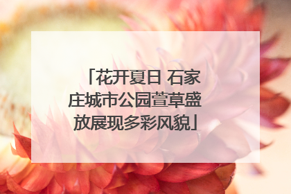 花开夏日 石家庄城市公园萱草盛放展现多彩风貌