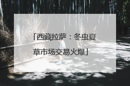 西藏拉萨：冬虫夏草市场交易火爆