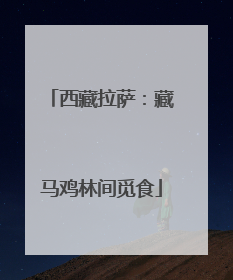 西藏拉萨：藏马鸡林间觅食